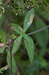 Bladder campion